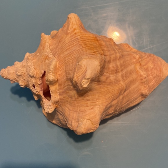 Queen conch shell - Picture 3 of 5